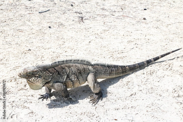Fototapeta Lizard walking on the sand on a deserted island