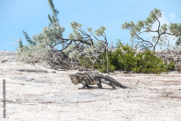 Fototapeta Lizard walking on the sand on a deserted island