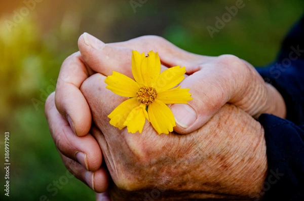 Fototapeta Beautiful flower in the palms of grandmother close-up. An old grandmother holds a flower in her wrinkled palms. The concept of kindness. Give kindness. Conceptual photo of old hands with flower
