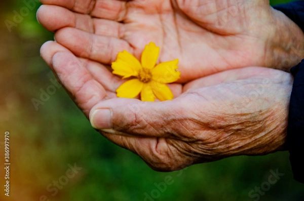 Fototapeta Delicate beautiful flower in the palms of an old grandmother. A flower in the old wrinkled hands of a grandmother close up. An elderly woman is holding a flower. Mutual aid concept. Kindness and care 