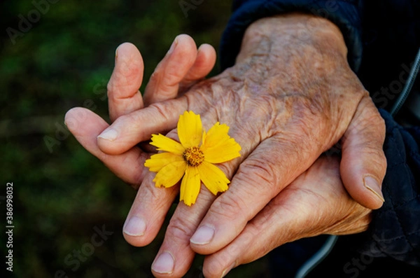 Fototapeta Good old hands of grandmother close up. The wrinkled hands of an old grandmother with a flower close-up. Give the good concept. Caring for the elderly. Old hands with a flower.