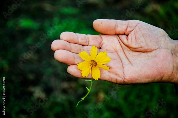 Fototapeta Old wrinkled hand of a grandmother with a flower close-up. Old grandmother's hand with a flower in her hand. The concept of kindness and mercy. Caring for and Taking Care of the Elderly