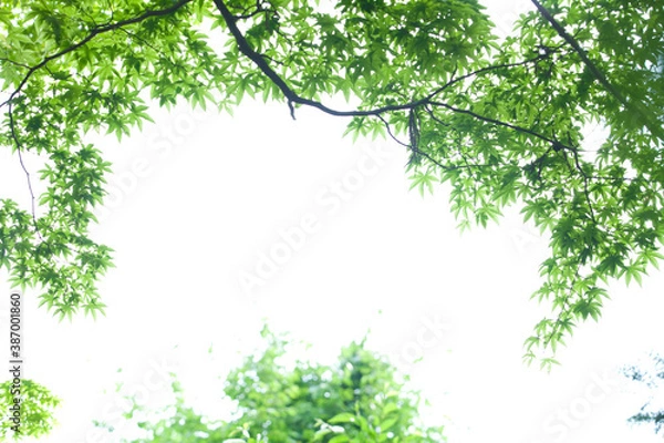 Fototapeta 新緑のもみじ