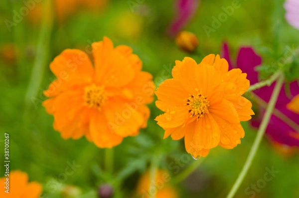 Obraz Two orange cosmos flowers