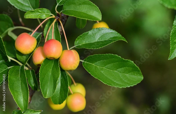 Fototapeta Close-up of ripe, small, red ornamental apples hanging from a branch on a tree against a green background