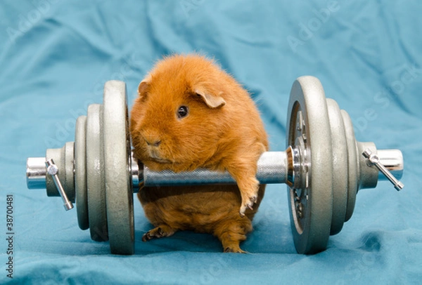 Obraz Komplementär-pig, Hanteltraining