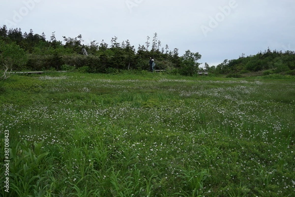 Fototapeta 栂池自然園　栂池　白馬　高原　高山植物　夏休み　夏の高原
