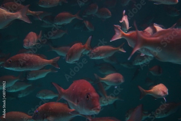 Fototapeta 鯛　魚群　水槽　水族館　群れ　泳ぐ　水中　ライトアップ