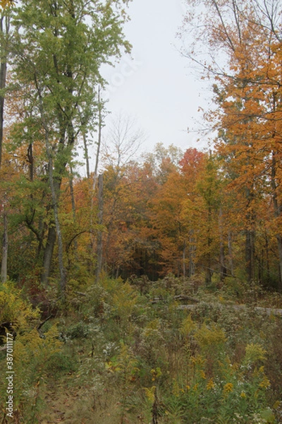 Fototapeta Autumn Forest