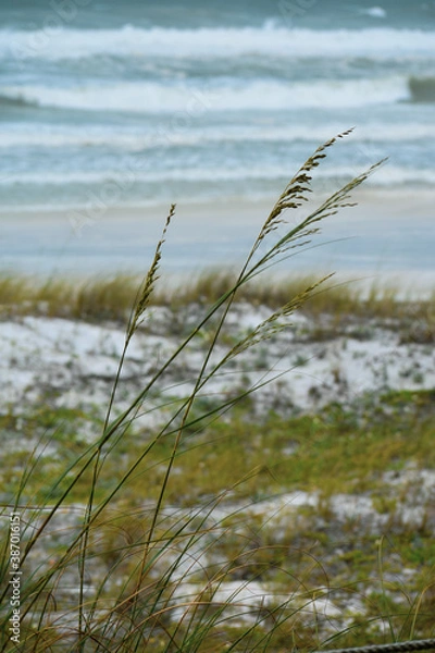 Fototapeta grass on the beach
