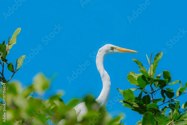 Fototapeta Great egret, Costa Rica