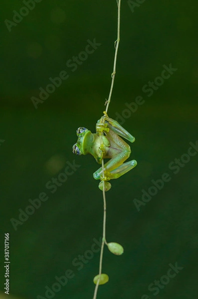 Obraz Crystal Frog, Costa Rica