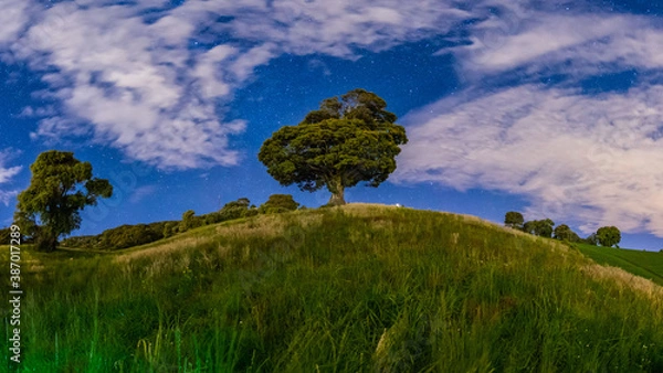 Obraz The lonely tree, Costa Rica