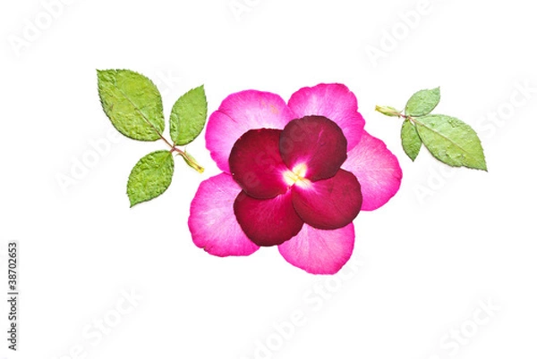 Fototapeta Press flower