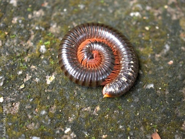 Fototapeta Closeup macro Spirostreptus wildlife ,Archispir ,ostreptus gigas ,Julidae animal on floor ,a worm on the ground ,close up of a worm