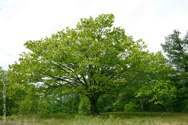 Fototapeta 新緑の木