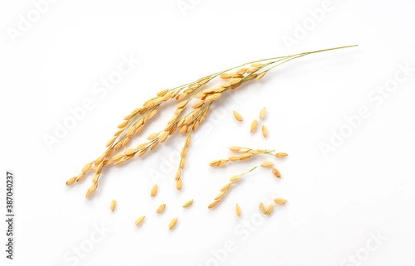 Fototapeta Ears of rice on a white background
