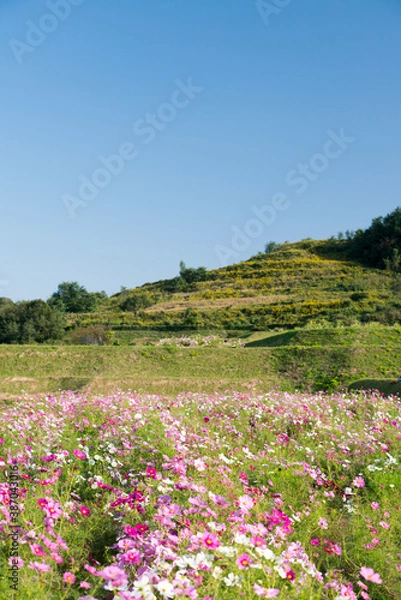 Fototapeta 休耕田に咲くコスモス