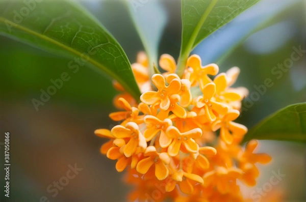 Fototapeta Flowers of osmanthus fragrans blooming in garden
