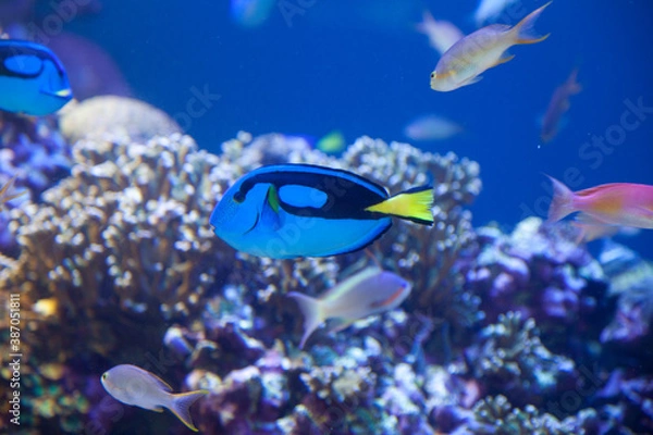 Fototapeta ナンヨウハギ