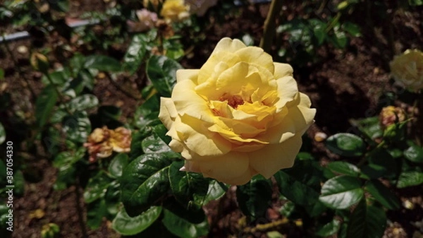 Obraz 秋のバラ09