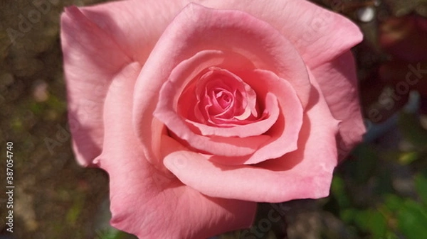 Obraz 秋のバラ03