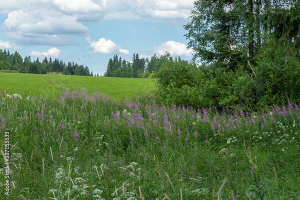 Fototapeta beautiful landscape with beautiful, green,multi-colored plants, grass,flowers in the field,meadow in the forest against a beautiful blue sky in summer