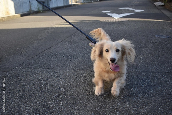 Fototapeta 走り寄るミニチュアダックスフント