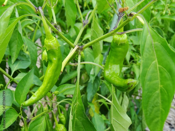 Fototapeta 青唐辛子の栽培