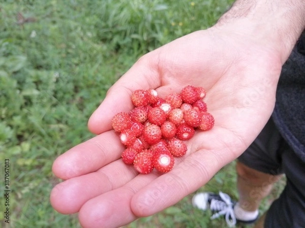 Obraz природа