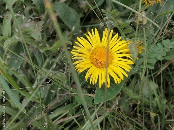 Obraz природа