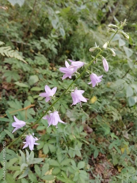 Obraz природа