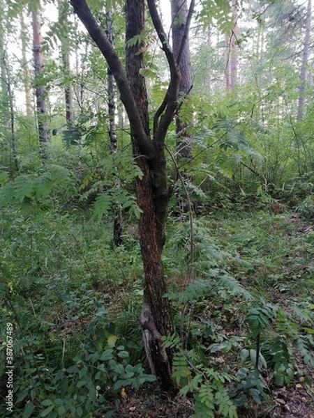 Obraz природа