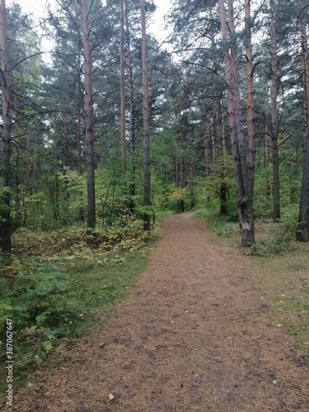 Obraz path in the woods