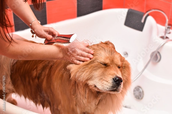 Obraz Bathing the dog in the tub. Dog taking a shower. Woman bathes a dog chow chow 