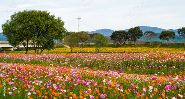 Obraz 장성 황룡강변의 코스모스 꽃밭