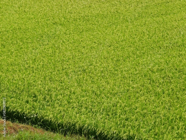 Fototapeta 田んぼ