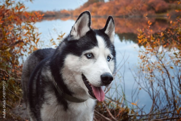 Fototapeta Close-up portrait of a dog on autumn background. Siberian Husky black and white colour with blue eyes outdoors in autumn park, tongue out. A pedigreed purebred dog