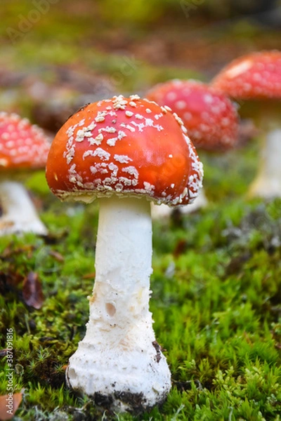 Obraz Amanita muscaria, Fly Agaric in moss in forest. Magic mushrooms background