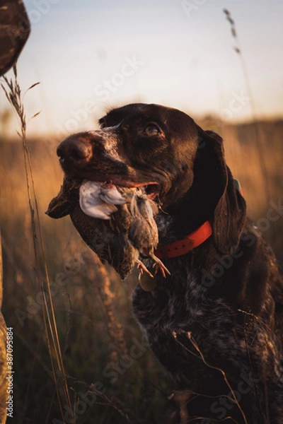 Fototapeta Hunting dog holds quail in teeth