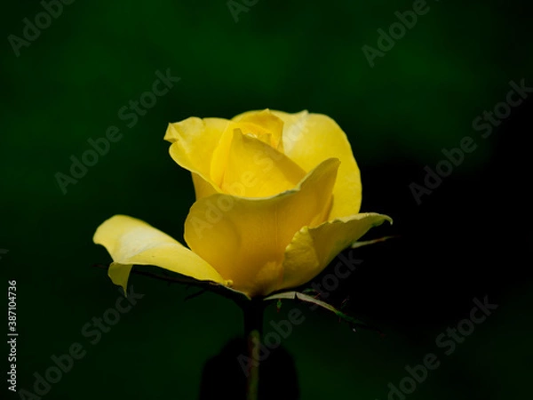 Fototapeta 秋晴れの日の薔薇