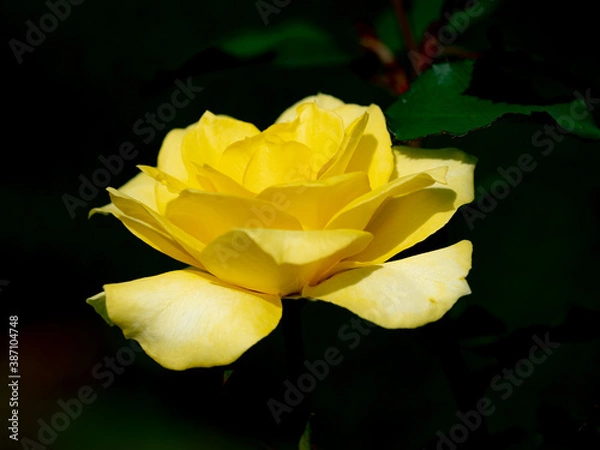 Fototapeta 秋晴れの日の薔薇