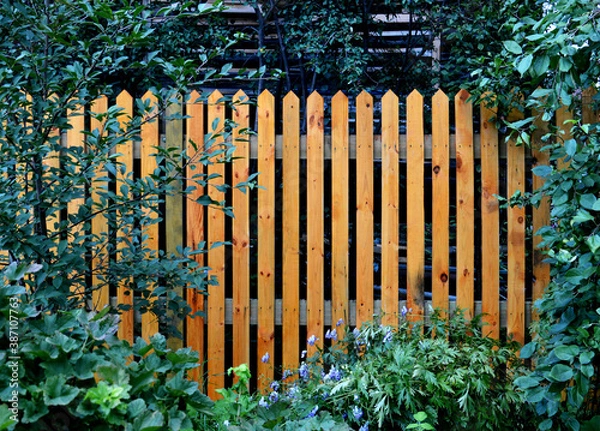 Obraz Lush greenery around a wooden fence. Natural green frame, place for text. Green natural background.