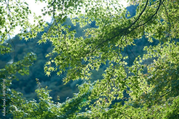 Fototapeta Maple leaves with blue sky and mountain behind in forest in Seto Inland Sea, Japan.