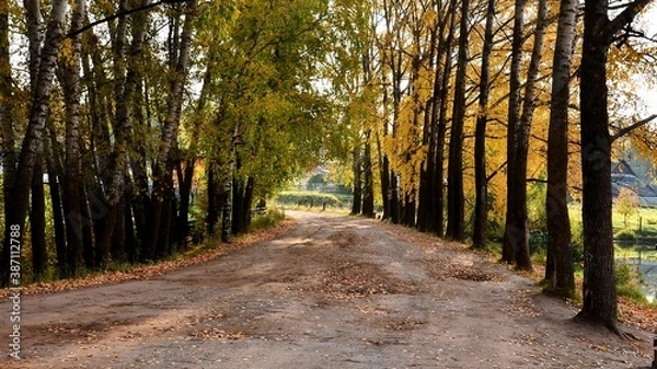 Obraz path in the woods