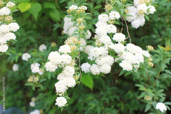 Fototapeta お庭のコデマリ