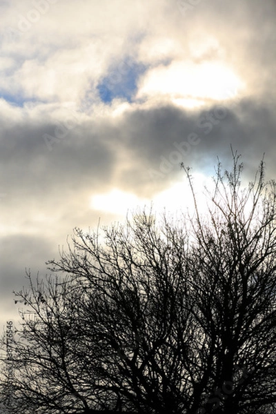 Fototapeta 冬の空樹木シルエット