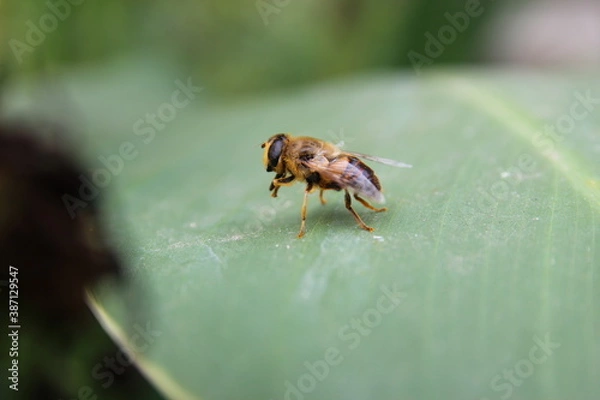 Fototapeta bee on a leaf