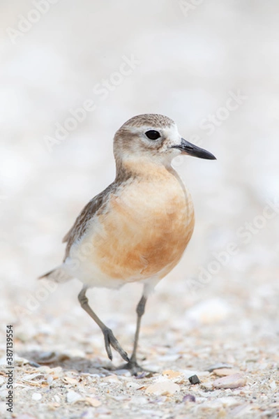 Obraz New Zealand Dotterel, Charadrius obscurus