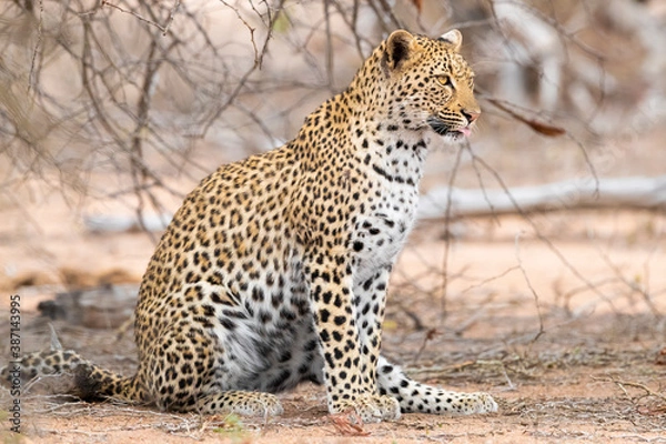 Fototapeta Leopard, Panthera pardus